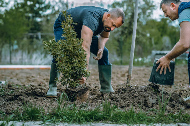 How Our Tree Care Process Works  in  River Grove, IL